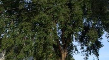 American Elm (Ulnus americanus) located at the corner of Montowese Street and Averill Place near the town center