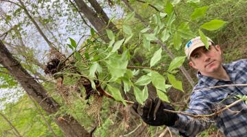 Manual removal of winged euonymus removal from forest understory at Branford Early Learning Center