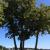 Linden tree (tilia americana) located on Linden Avenue, opposite Montgomery Parkway. 