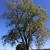 Grand Eastern Cottonwood on the Pine Orchard golf course