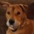 “Maddy” Rowland, winner of Branford’s 2019 “Top Dog” contest