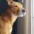 “Maddy” Rowland, winner of Branford’s 2019 “Top Dog” contest